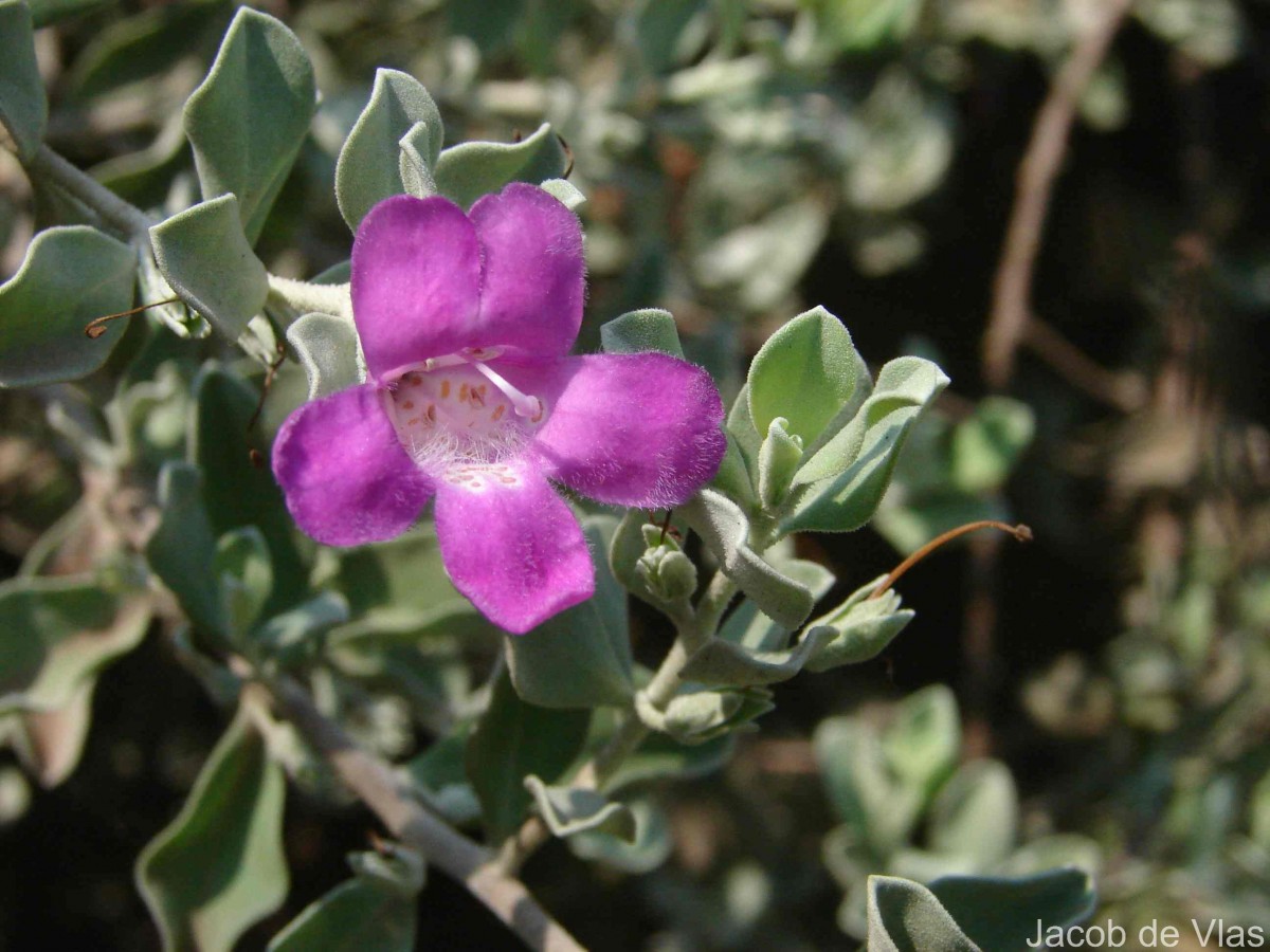 Leucophyllum frutescens (Berland.) I.M.Johnst.